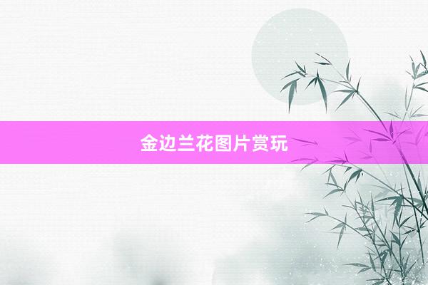 金边兰花图片赏玩